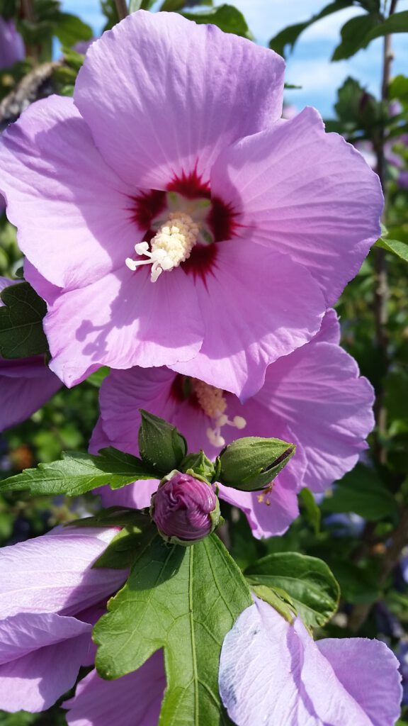 062